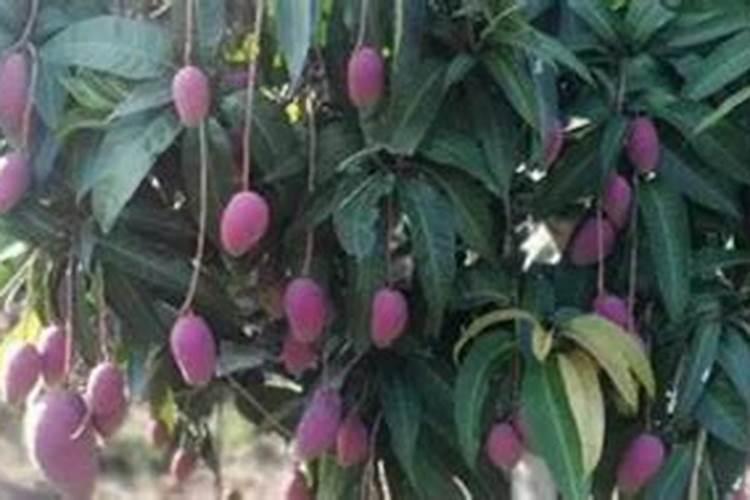玉米需不需要通过冲施的方式施加钾肥？
