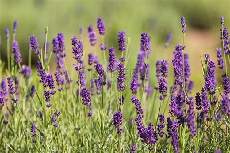为什么28高芸苔素比14羟基贵