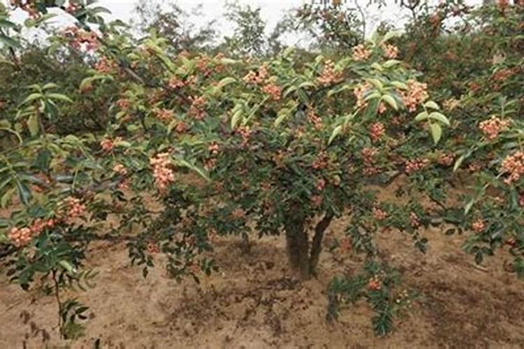 花椒树需要什么肥料？