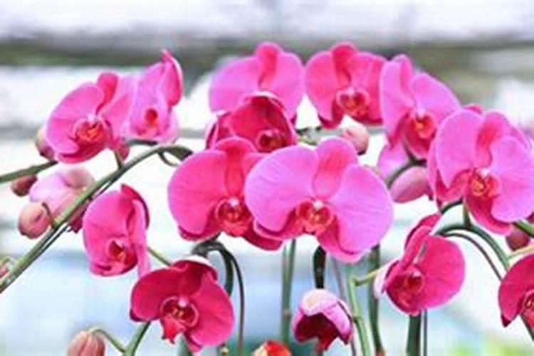 蝴蝶花怎么养家庭养法