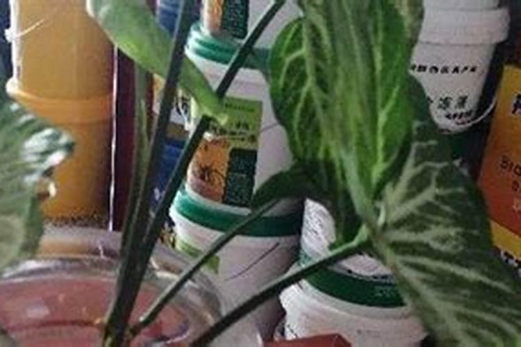 射干怎么施肥(？射干的高效栽培管理技术)