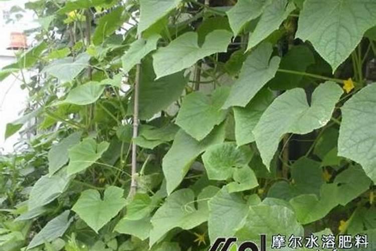 牡丹花怎么施肥