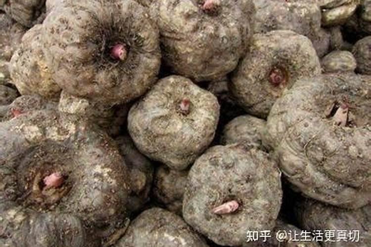 种魔芋用什么肥料