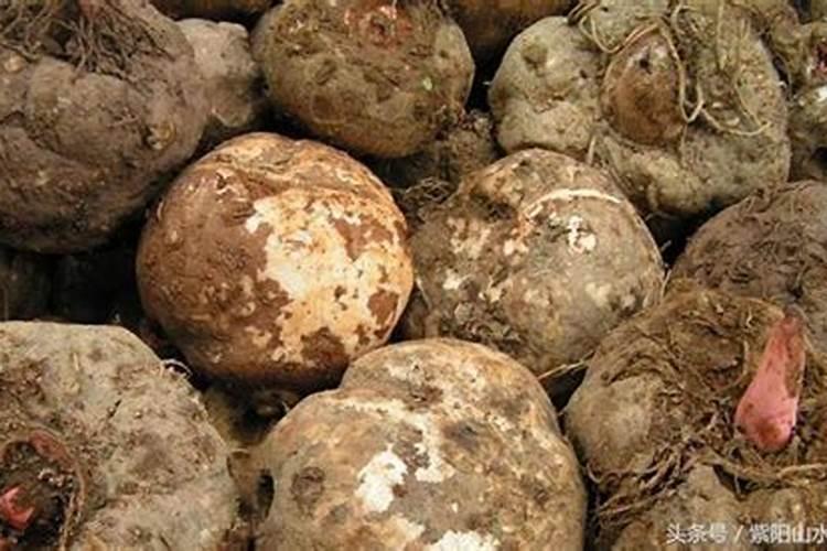 魔芋什么时候追肥合适