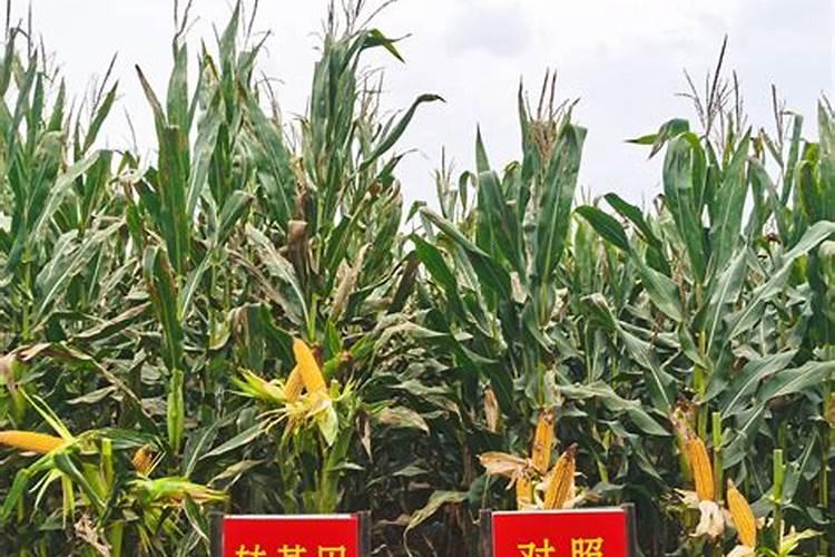 小麦喷施叶面肥的注意事项有哪些？ 世界上最流行的杀螨剂:溴螨酯 杀...