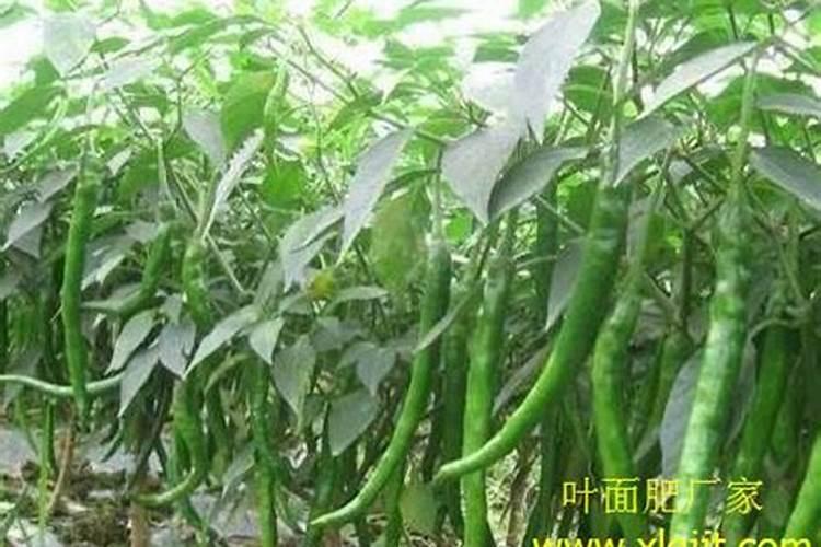 钙肥不能和哪些肥料共用