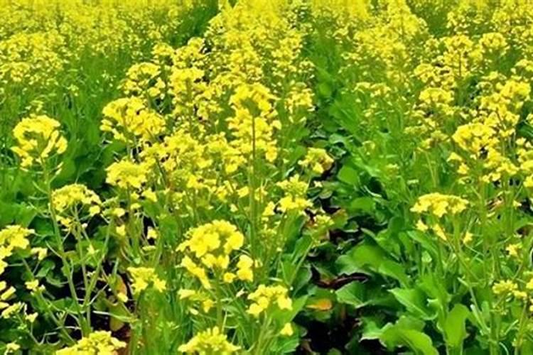 种植油菜为什么要施硼肥油菜啥时候施硼肥好