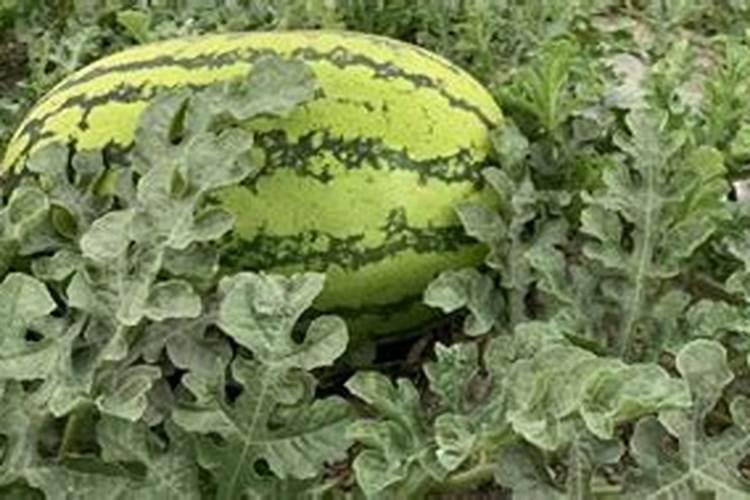 种西瓜用什么肥料做底肥最好