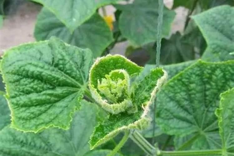 ...请各位大侠给看看是什么病。还是缺少什么元素