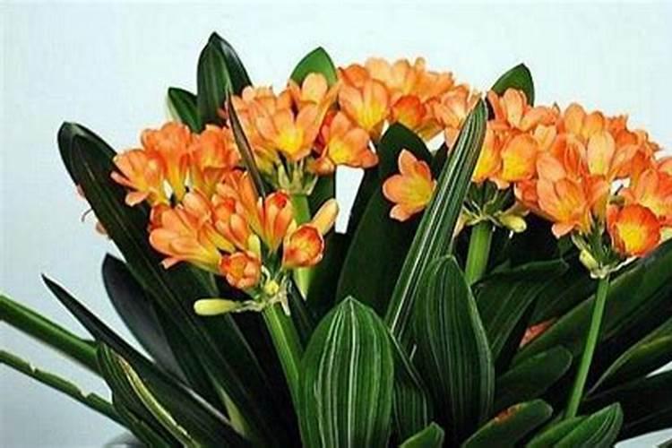 君子兰开花需要什么肥料