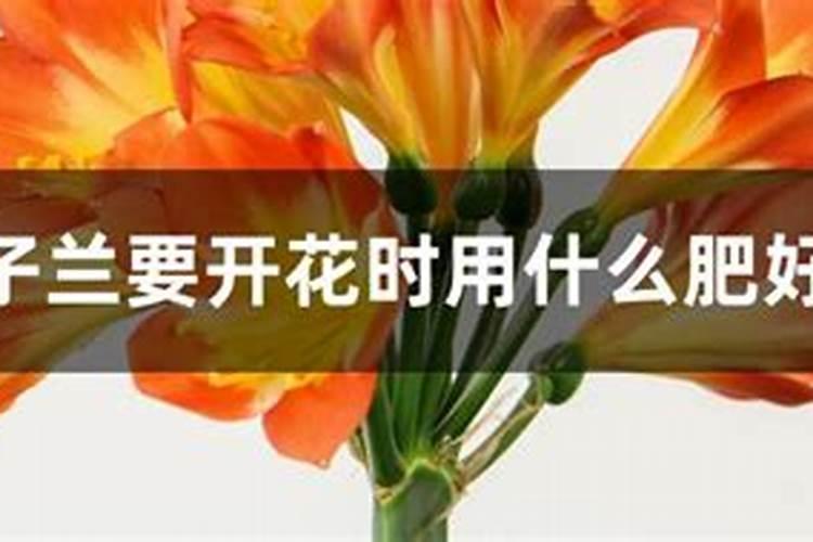 君子兰施肥方法,施什么肥能开花
