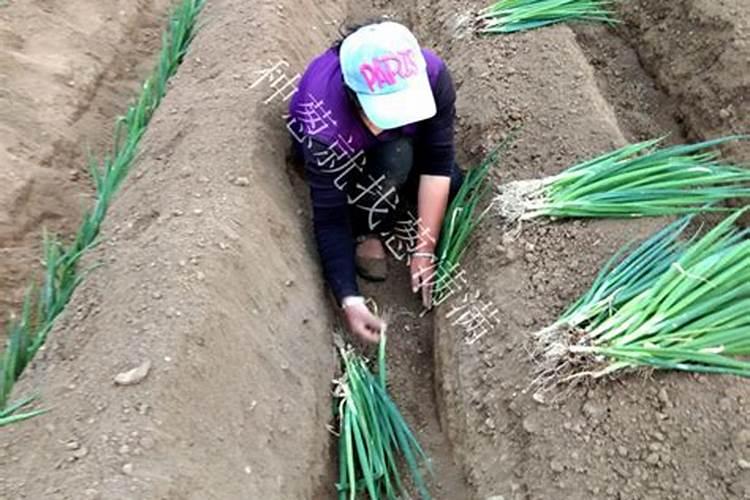 自己种的葱拿什么施肥 施什么肥长的又快又好