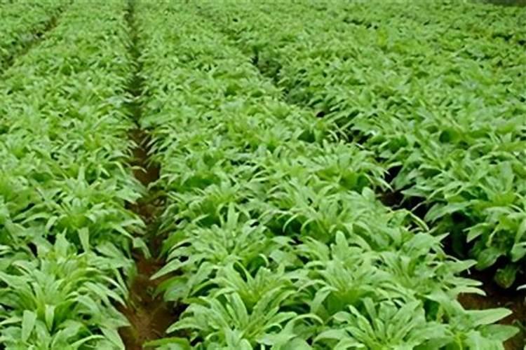 复合肥高塔造粒和氨化造粒的区别