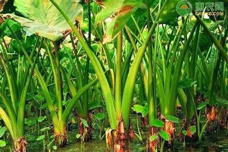 枣树用什么肥料又大又甜