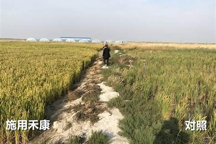 ﻿蓖麻子的功效与作用蓖麻子的药用价值