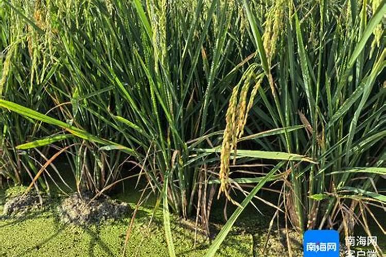 水稻氮磷钾施肥最佳比例每亩用多少？