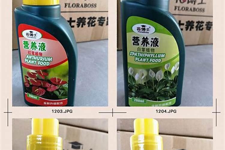 观叶盆景叶面喷施什么肥好？观叶盆景养护施肥方法