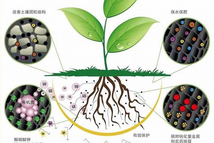 柚子树苗施肥太多树叶蔫了怎么办