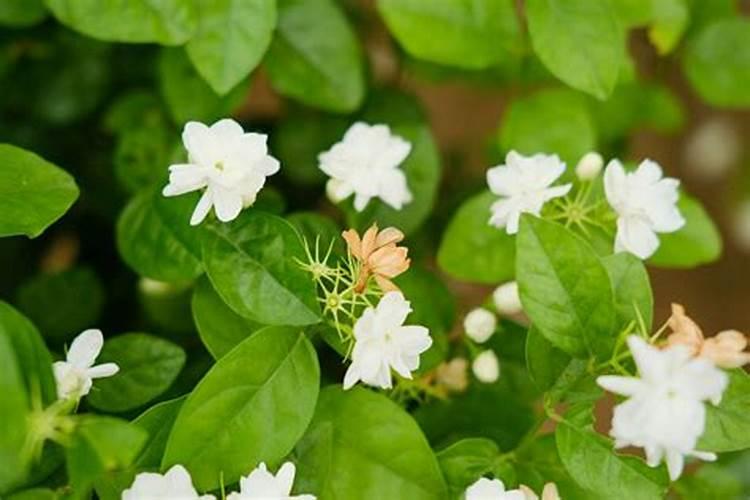 茉莉花开花期间怎么养护