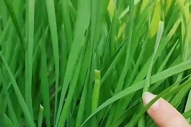 怎么让韭菜越长越粗,6个要点使韭菜粗壮嫩绿