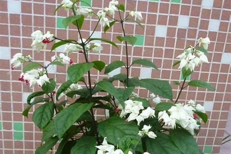 龙吐珠为什么不开花