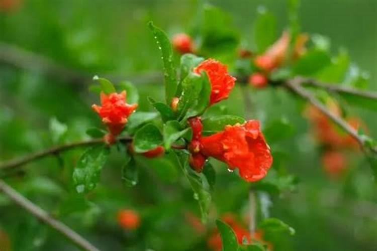 石榴如何保花保果 石榴高产养殖技巧总结
