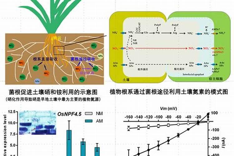 尿素和硝酸铵钙哪个肥效期长 尿素的主要成分是什么