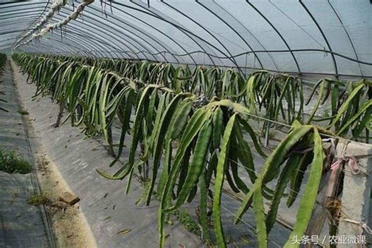 大蒜用什么复合肥好
