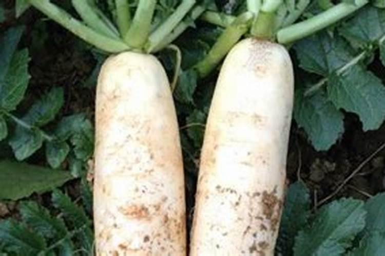 芽苞的意思是什么？