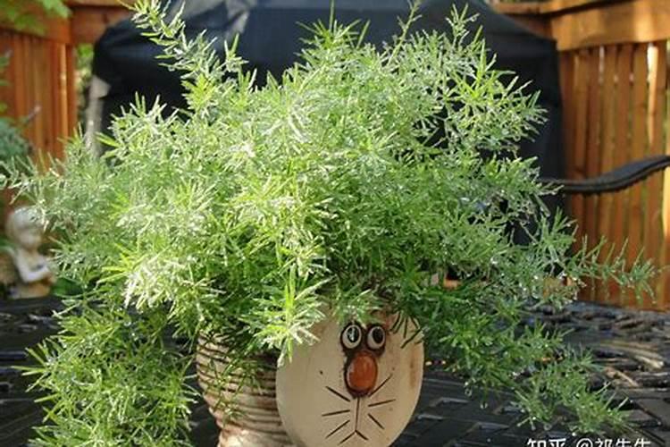 石竹花盆栽怎么种 石竹花盆栽方法