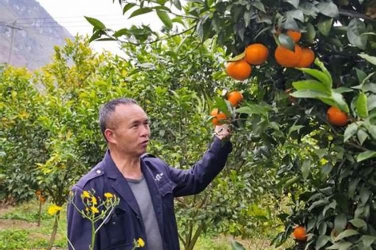 芸苔素使用技巧