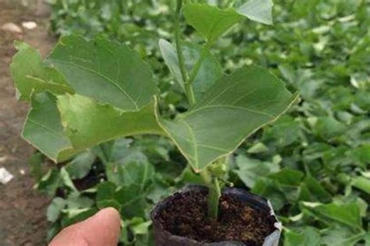 香椿大棚种植方法 香椿大棚怎么种植