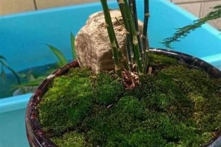 茉莉花叶子变黄可以用氨基酸花肥吗？
