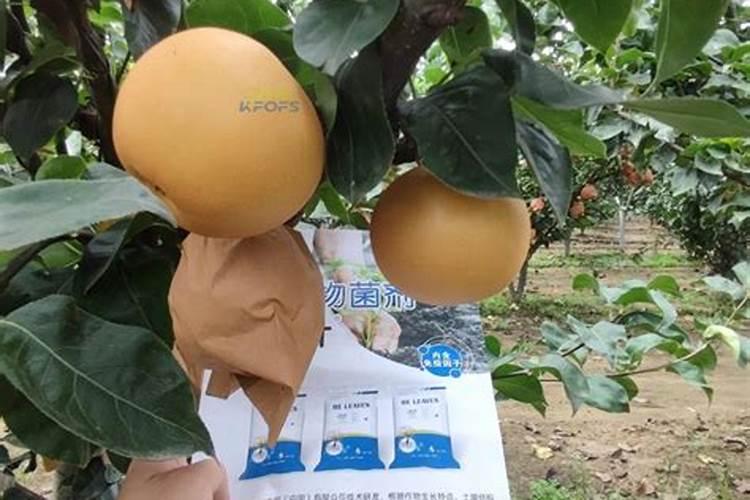 水稻分蘖肥需要用钾肥吗 怎么施肥效果好