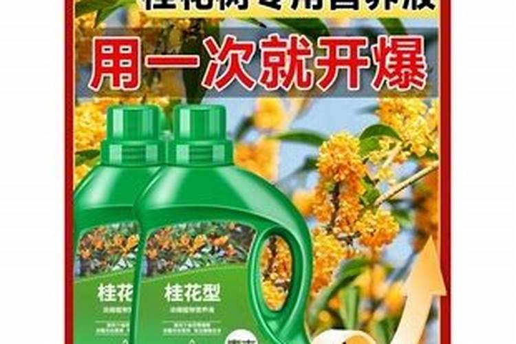 我的桂花这是怎么啦
