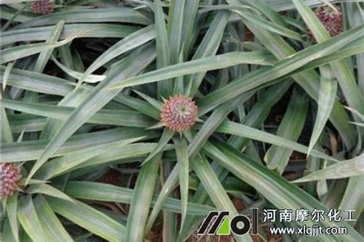 常见的中微量元素肥料有哪些