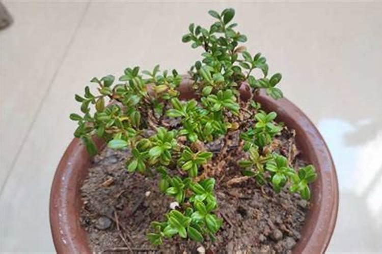 杜鹃花专用肥哪里有卖