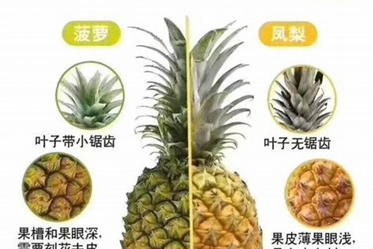 凤梨的栽培方法及注意事项