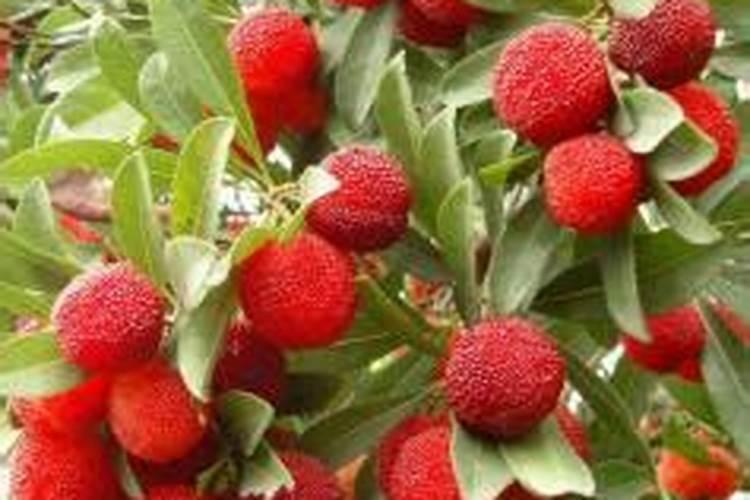 磷肥是农作物的重要肥料之一,怎样施用磷肥才能提高养分利用率？