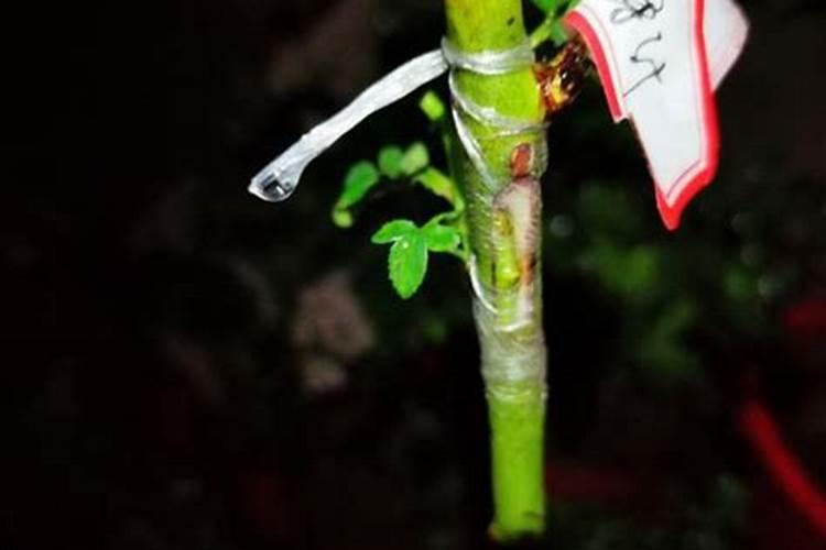 兰花钾肥有哪些