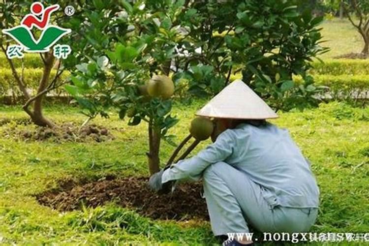 柚子树最佳施肥时间是哪时候 柚子树什么时候施肥