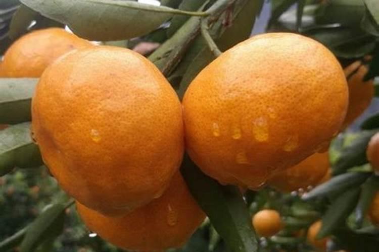 马水桔裂果的原因是什么,有什么预防措施？