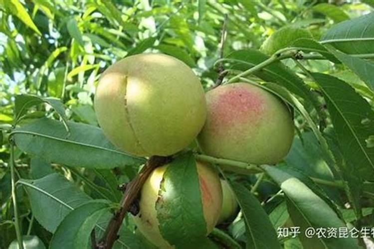 桃树硬核期施什么肥