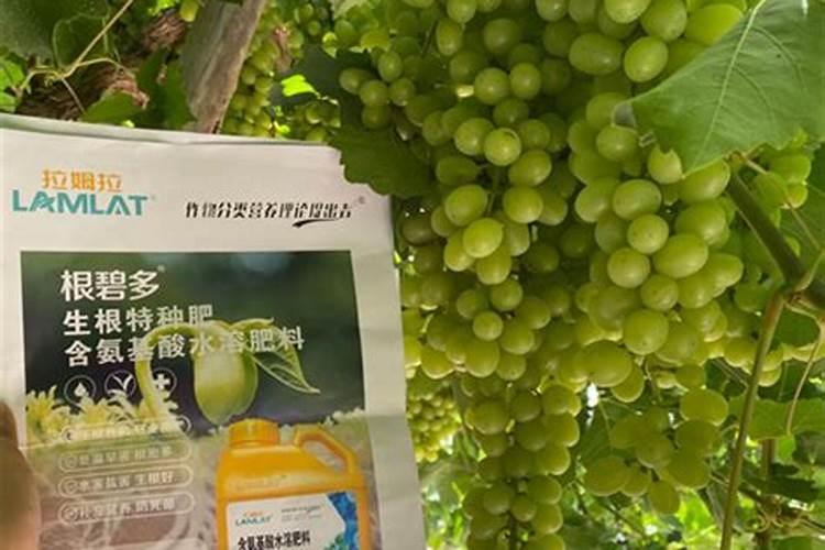 葡萄化肥上多了烧根了怎么办