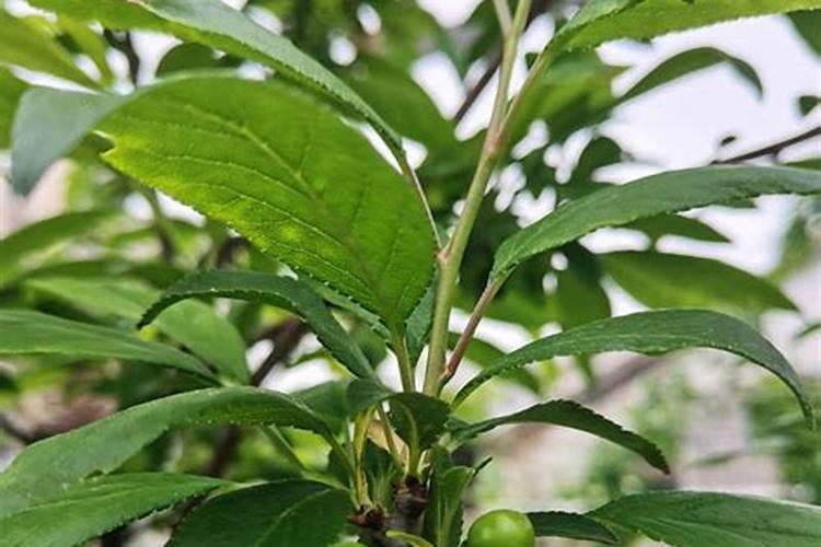 牡丹花怎么施肥