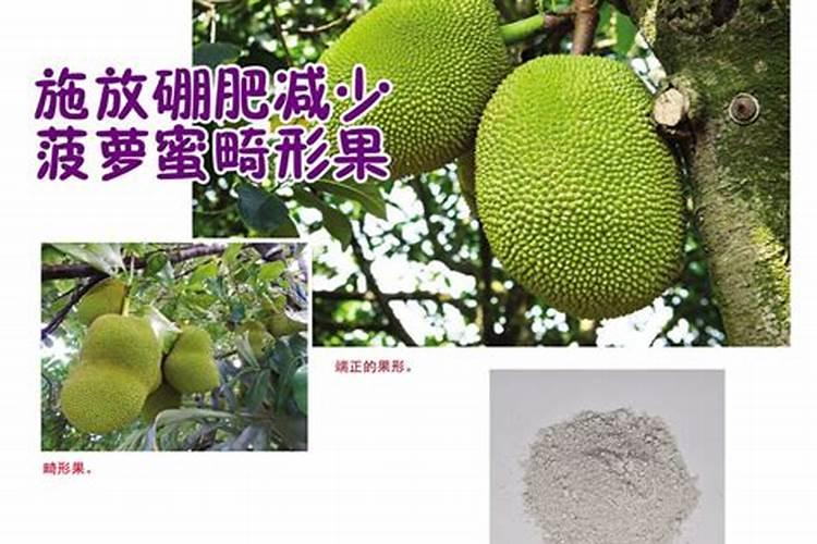 花生喷施硼肥的最佳时间 什么时候喷施最好