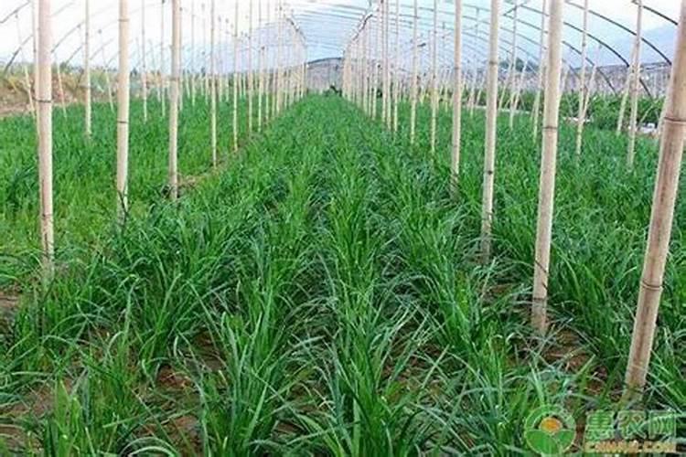 韭菜用什么肥料最好