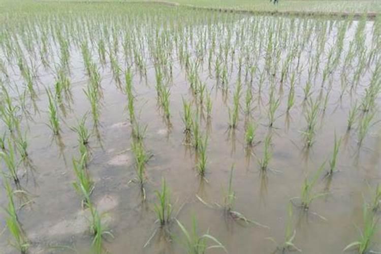 种植水稻时,插秧后几天下肥呢？用什么肥比较好？