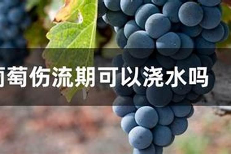 葡萄补硼的最佳时期