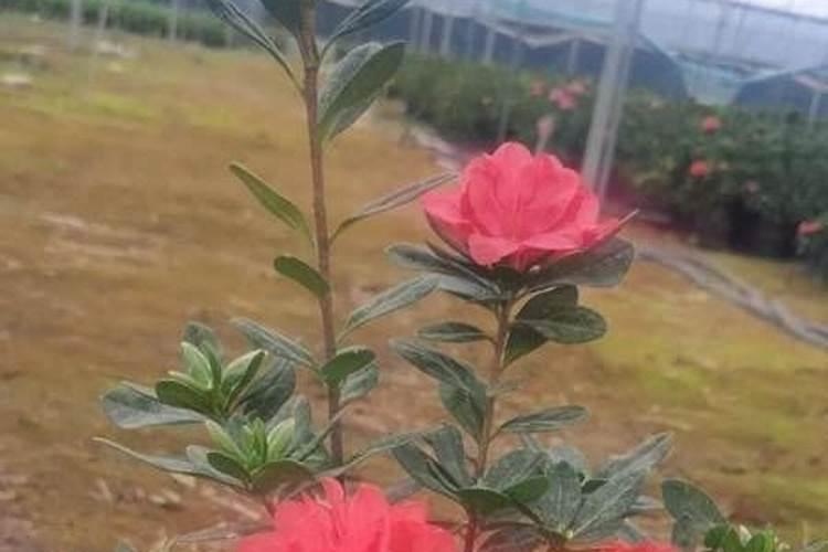 作物营养最大效率期施肥是什么时候？